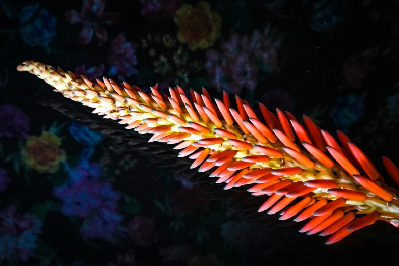 orange flowers bloom in a large bouquet at night