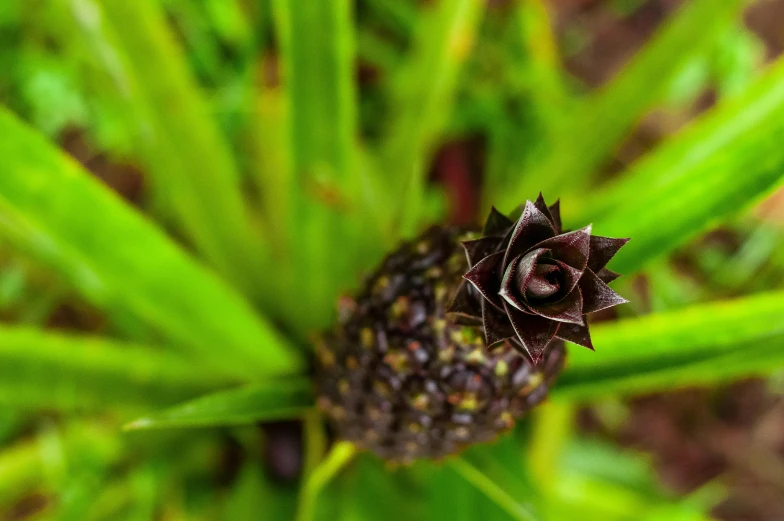 a small pine cone is on a leafy plant