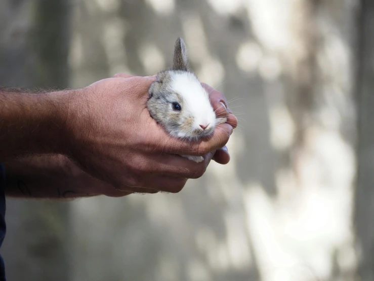 a hand holding a small animal in it's palm