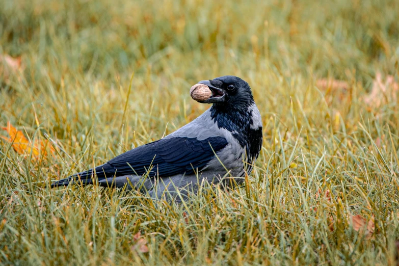 a bird in tall grass, with a bug in its mouth