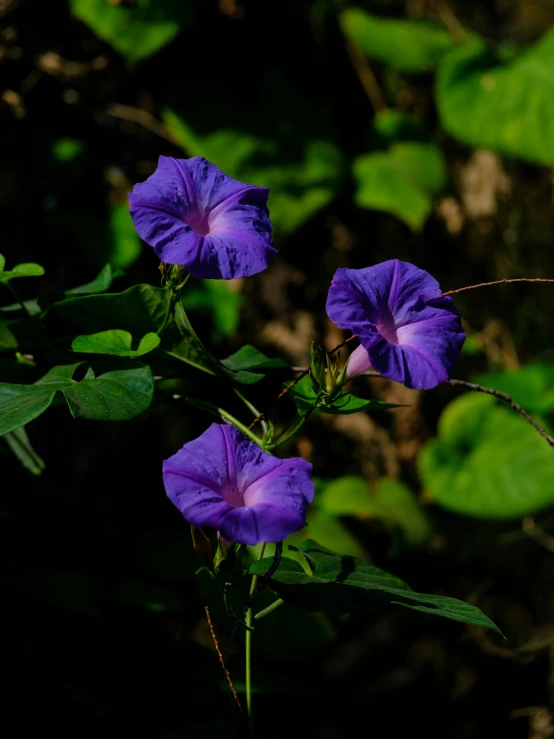 some purple flowers in the middle of the woods