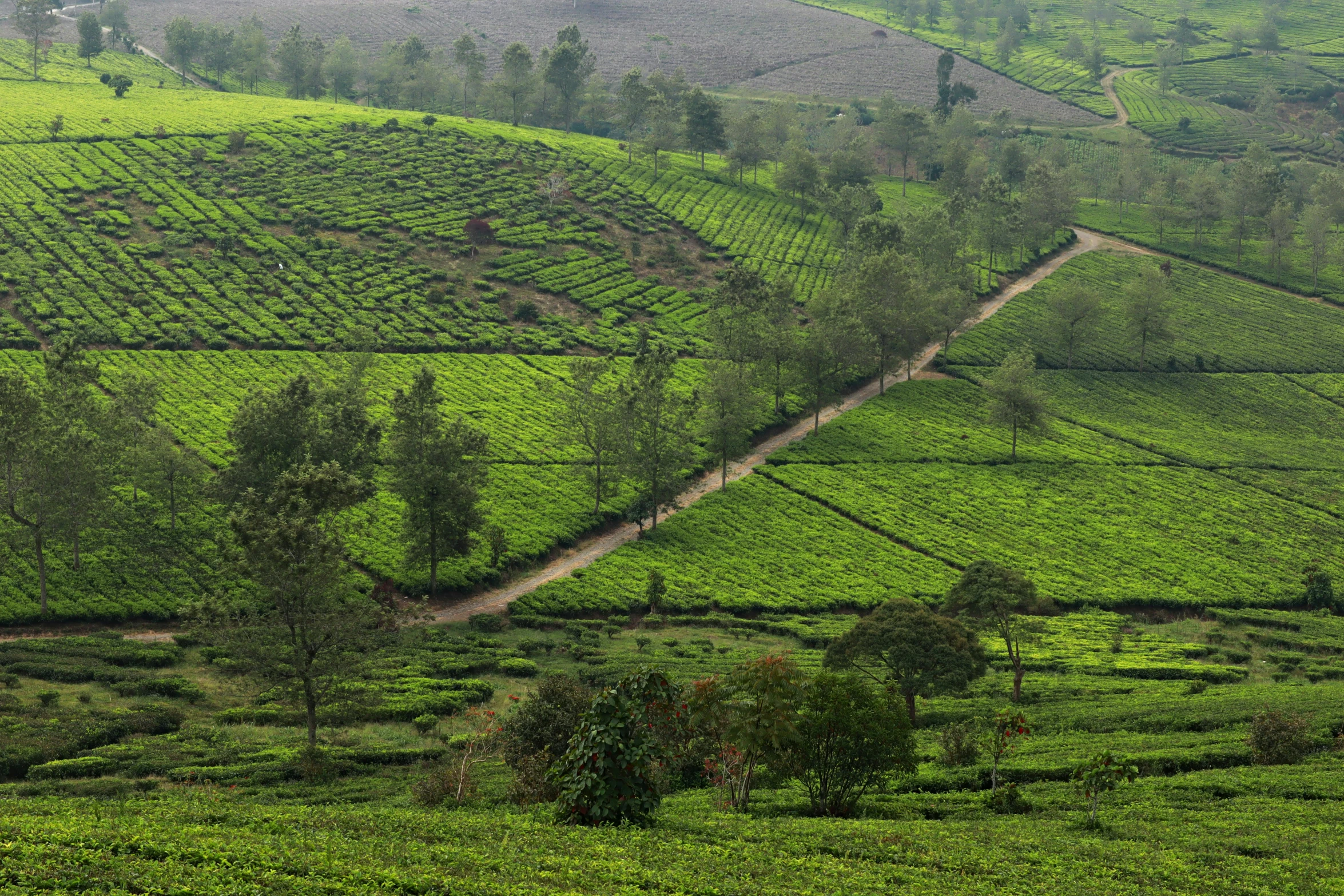 a green landscape with rows of crops in the middle and one row of trees