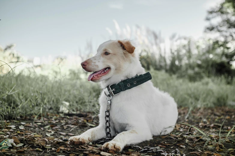 a white dog laying on top of leaves in the grass