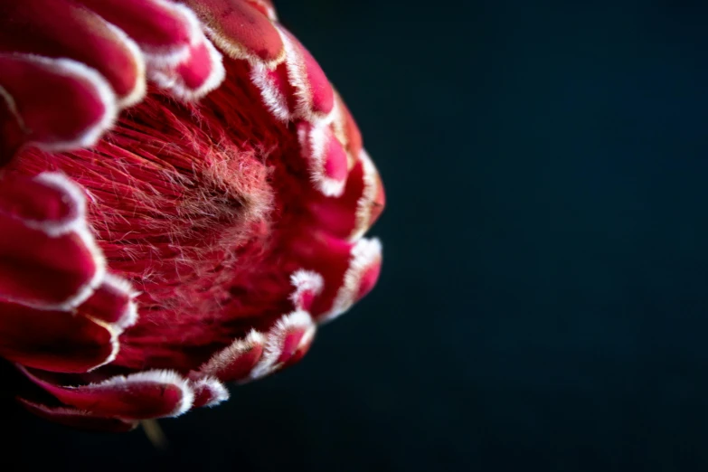 an image of a flower head that is open