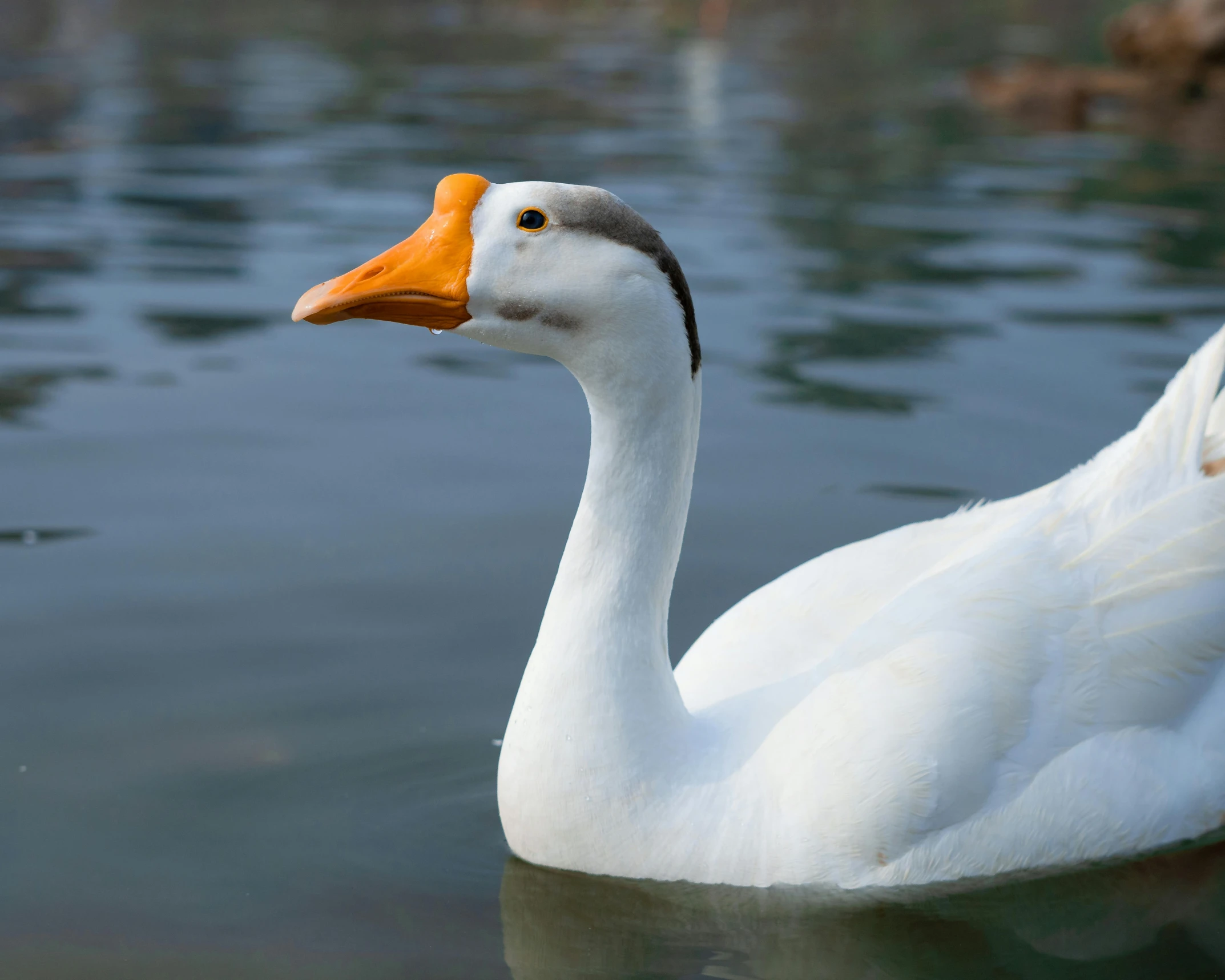 a white and orange duck floating on water
