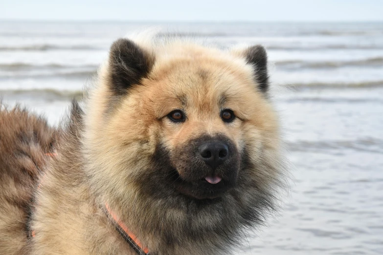 a gy chow dog looks off into the distance