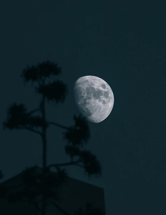 the moon, seen in this view through the trees
