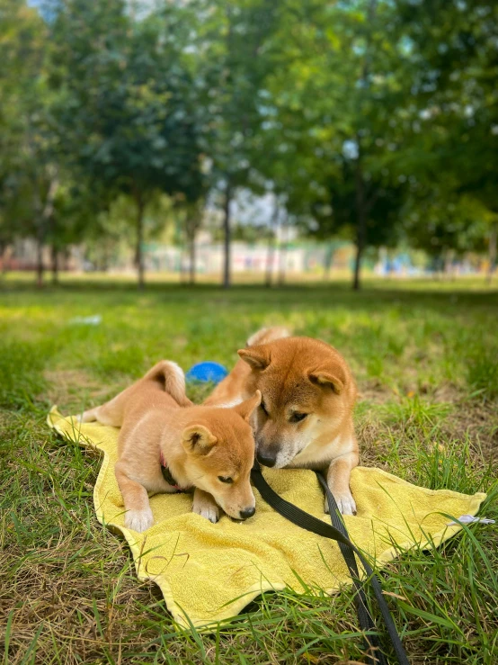 two puppies lying on a blanket in the park