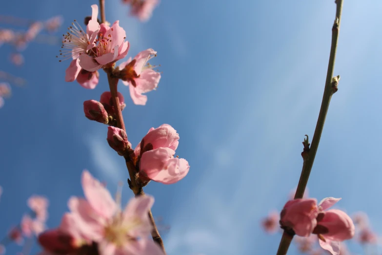 pink flowers that are growing on the stem