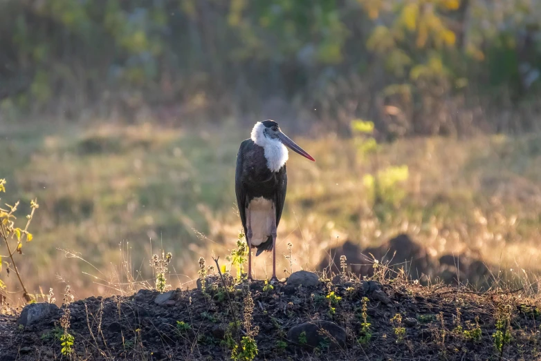 a bird that is sitting on a mound in the grass