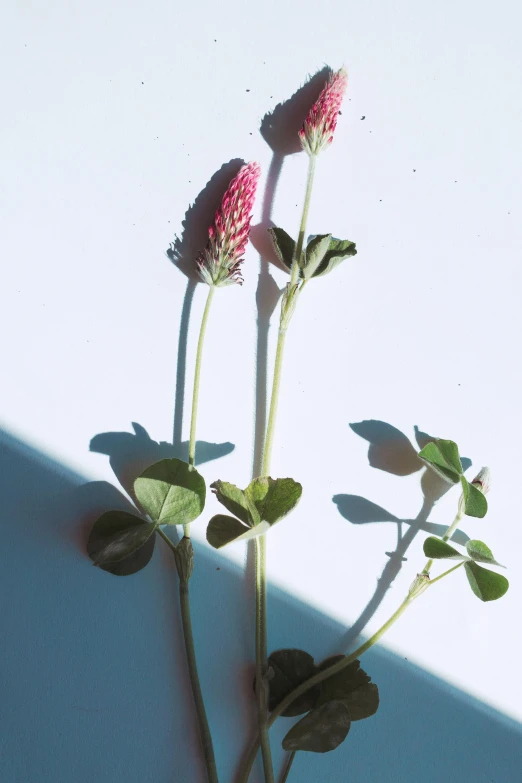 three pink flowers in front of a white wall