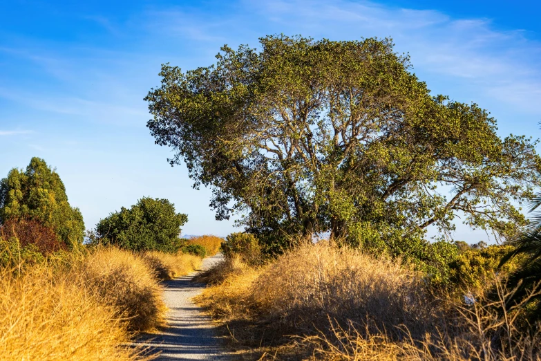 a dirt road running through the middle of tall grass