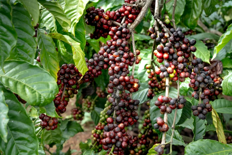 coffee beans hanging from the tree in an open area