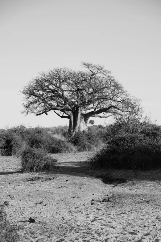 a giraffe standing next to a tall tree on a dirt field