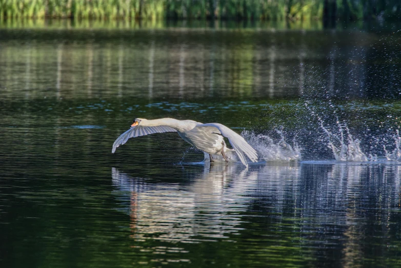 a bird taking off from the water near trees