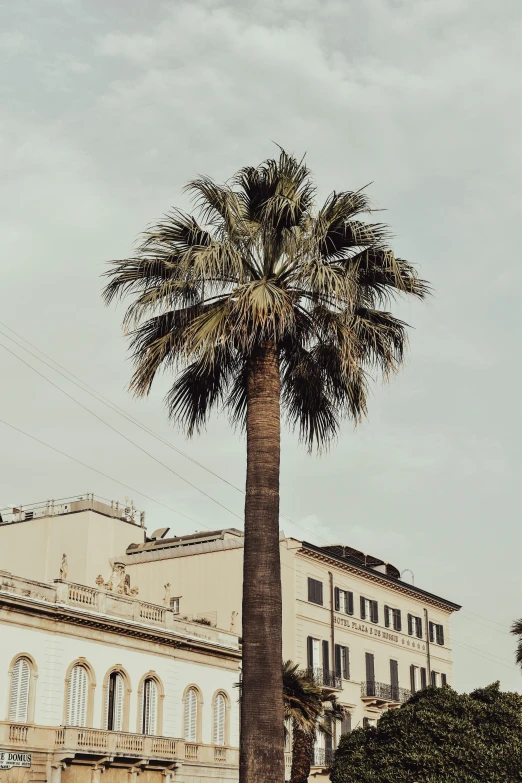 a palm tree with buildings in the background