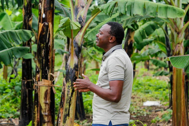 man standing in a banana grove