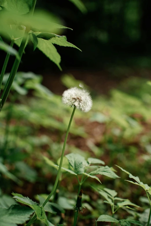 the grass is growing next to the weeds