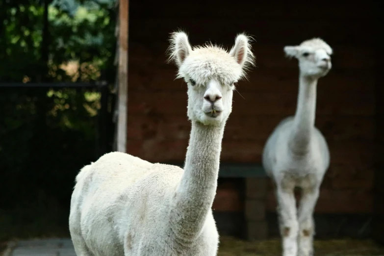 an alpaca is walking in a farm