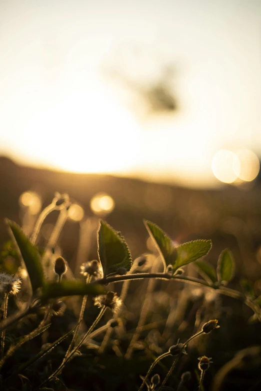 the sun sets over a plant and its leaf stalks