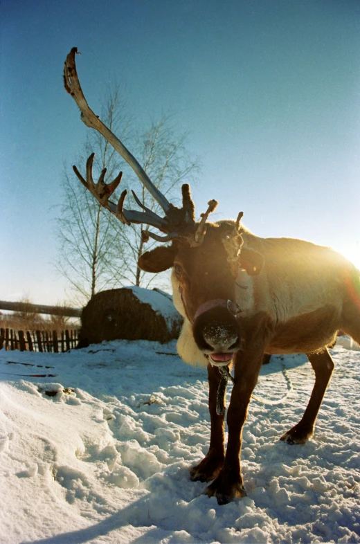 a deer in snow with two skis strapped to its back