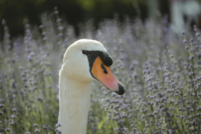 there is a goose in the middle of flowers