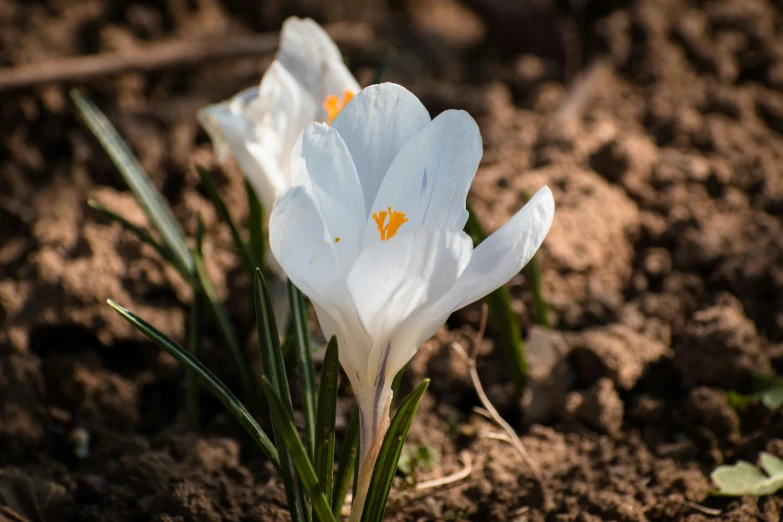 two white flowers with yellow stamens in the dirt