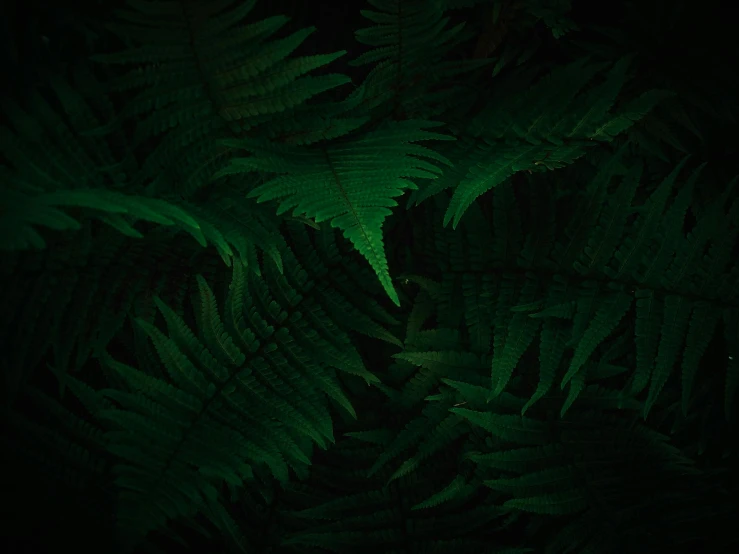 the top view of green leafy plants