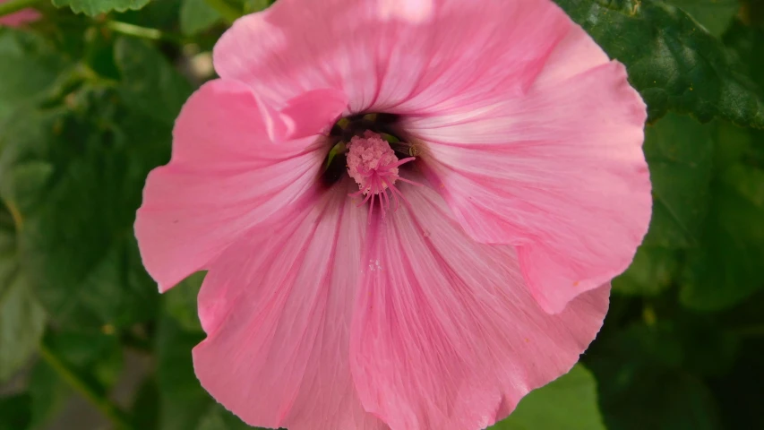 a pink flower with green leaves around it