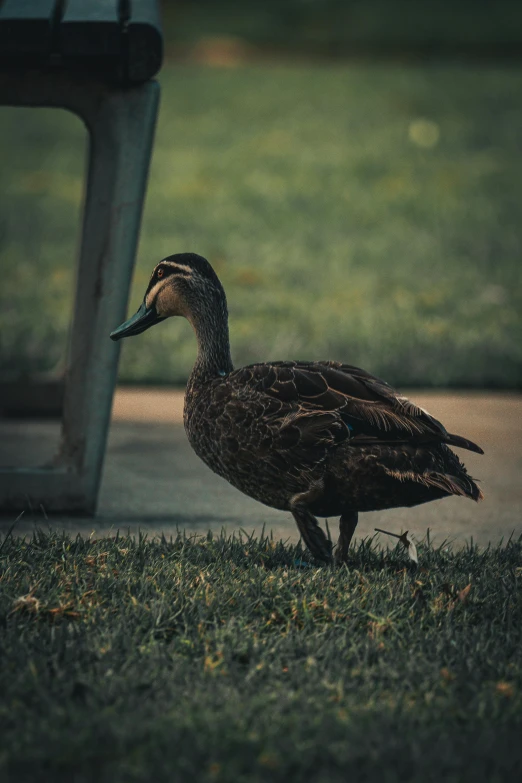 a goose is standing on the grass next to the bench