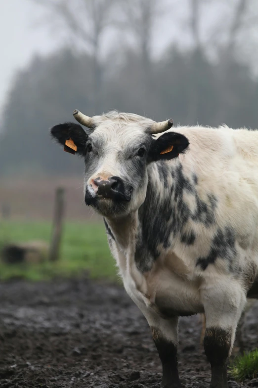 a cow with spots on it standing in the dirt