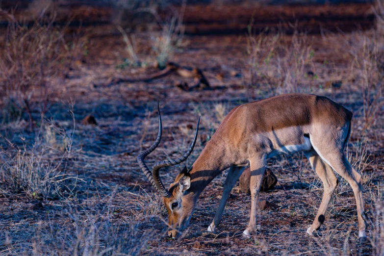 the gazelle is standing still eating some grass