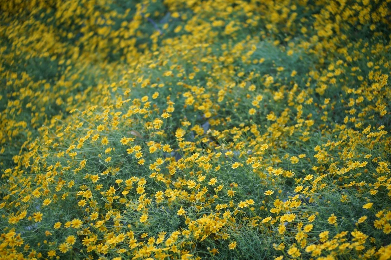 an aerial view of a flowery field with yellow flowers