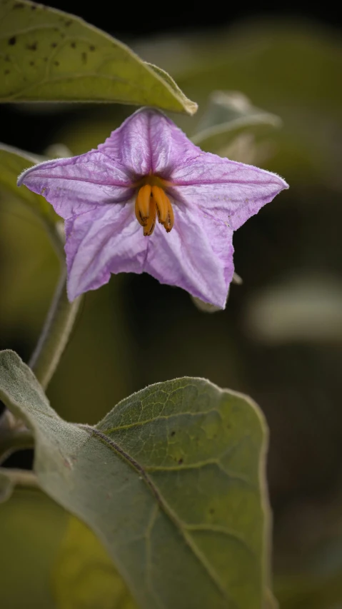 a pink flower on a stem that has leaves on it