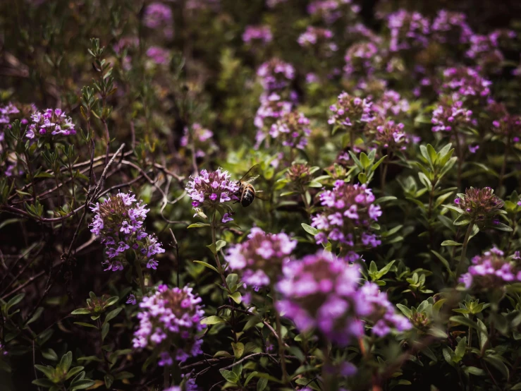 purple flowers in some sort of garden in the sun