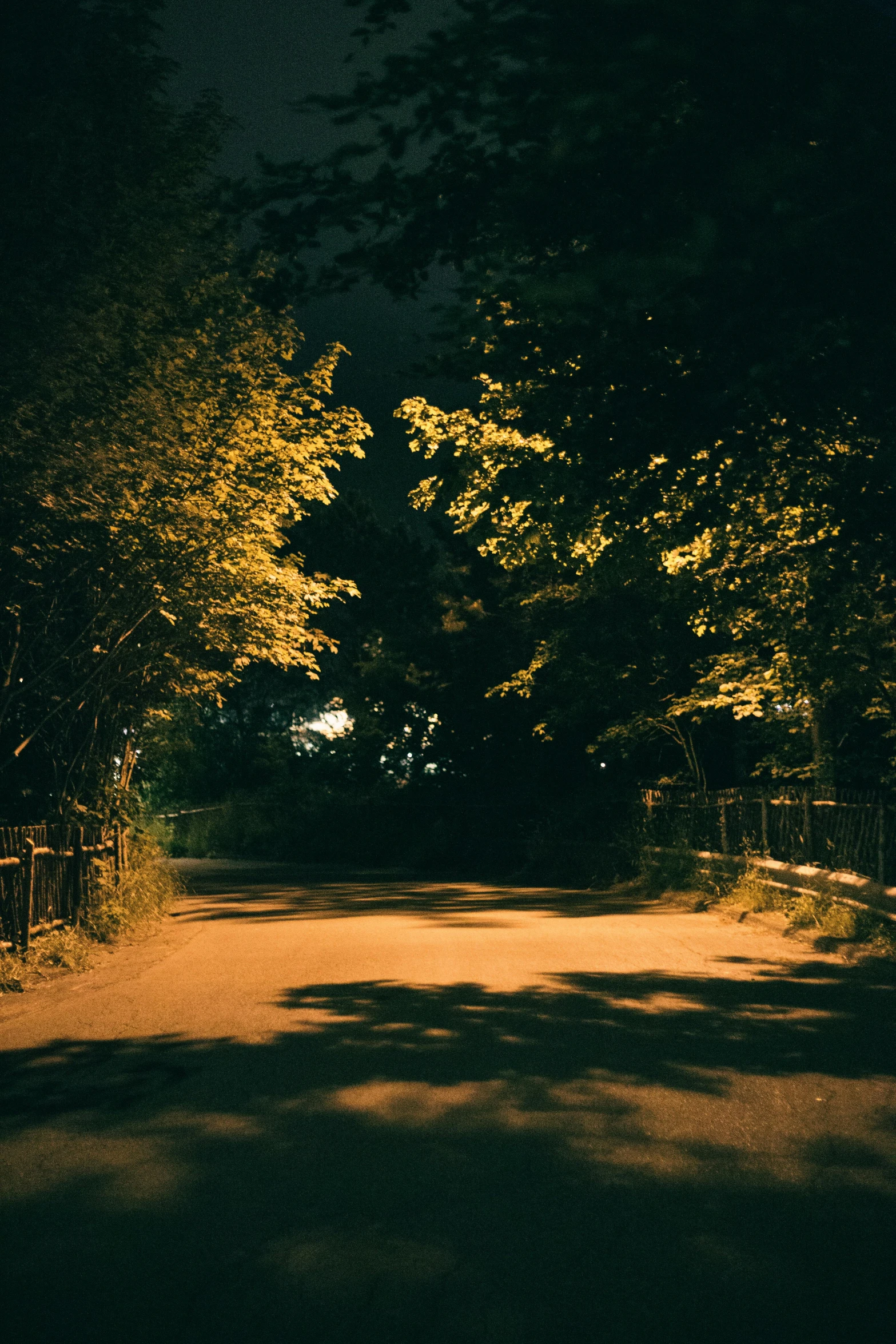 a path at night surrounded by tall trees