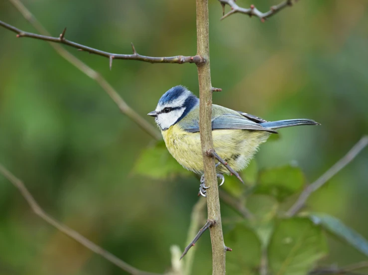 a small bird is perched on a thin nch