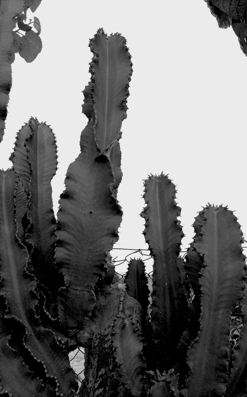 this is black and white s of a cactus plant