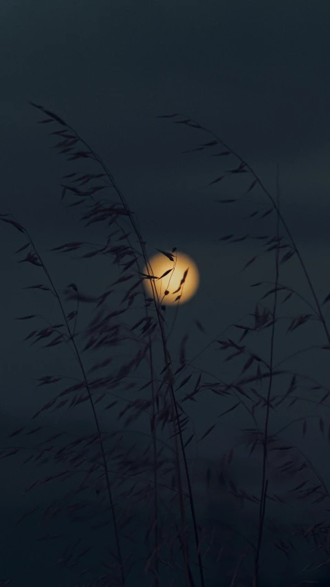 a full moon through dark grass and the back light of the moon