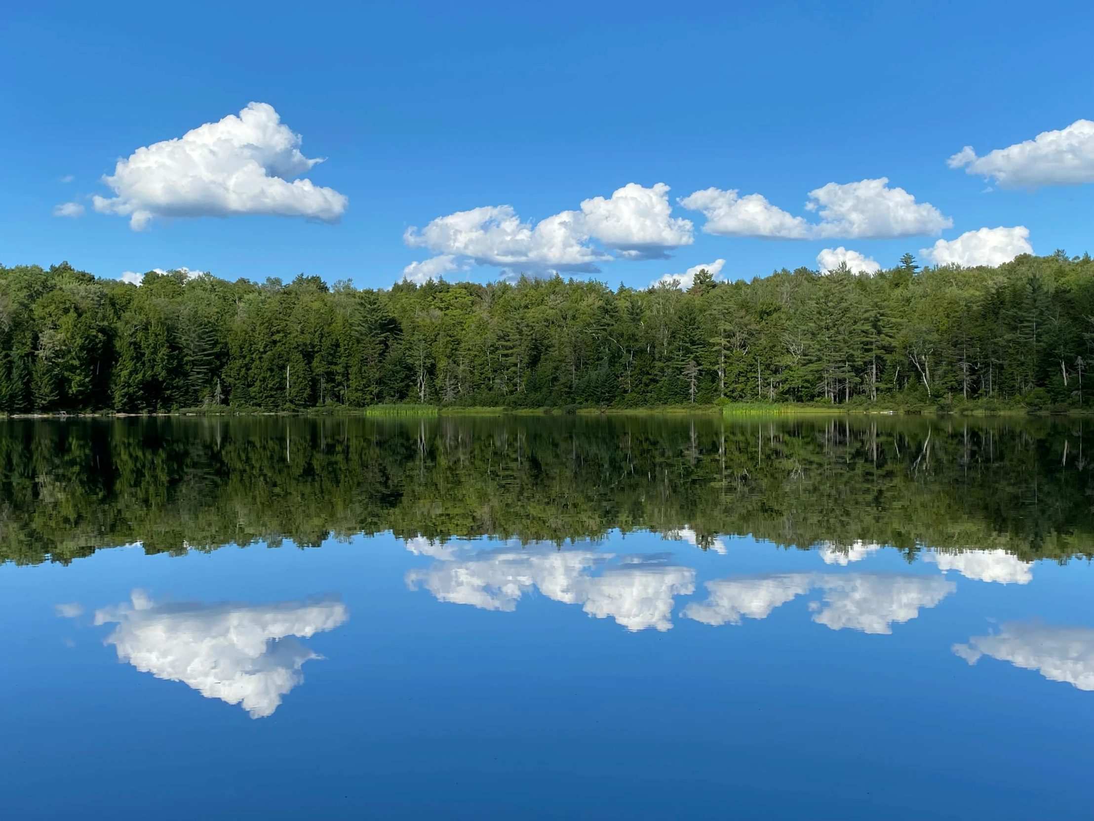 a body of water sitting near a forest