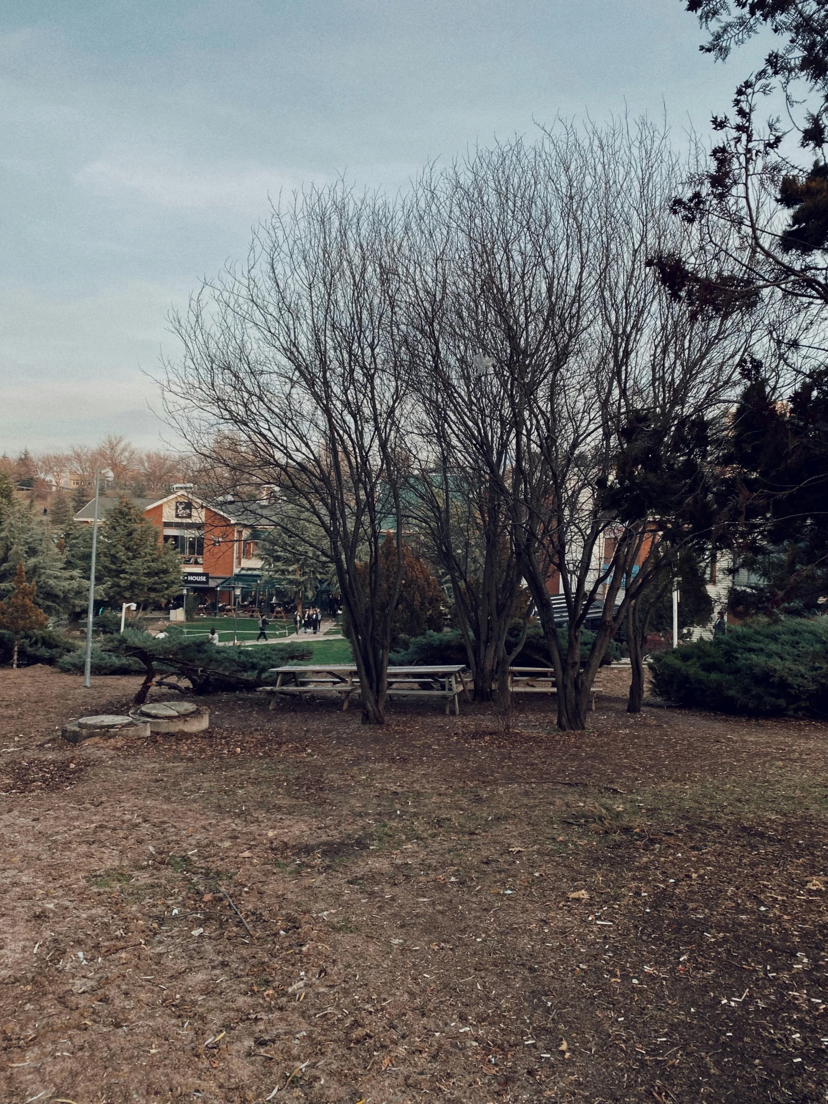 some trees that are standing by some dirt