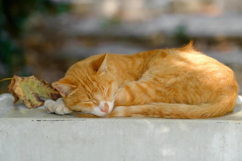 the cat is sleeping on the cement and resting