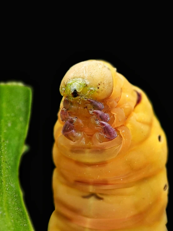 a close up of a caterpillar that has green and yellow things on it