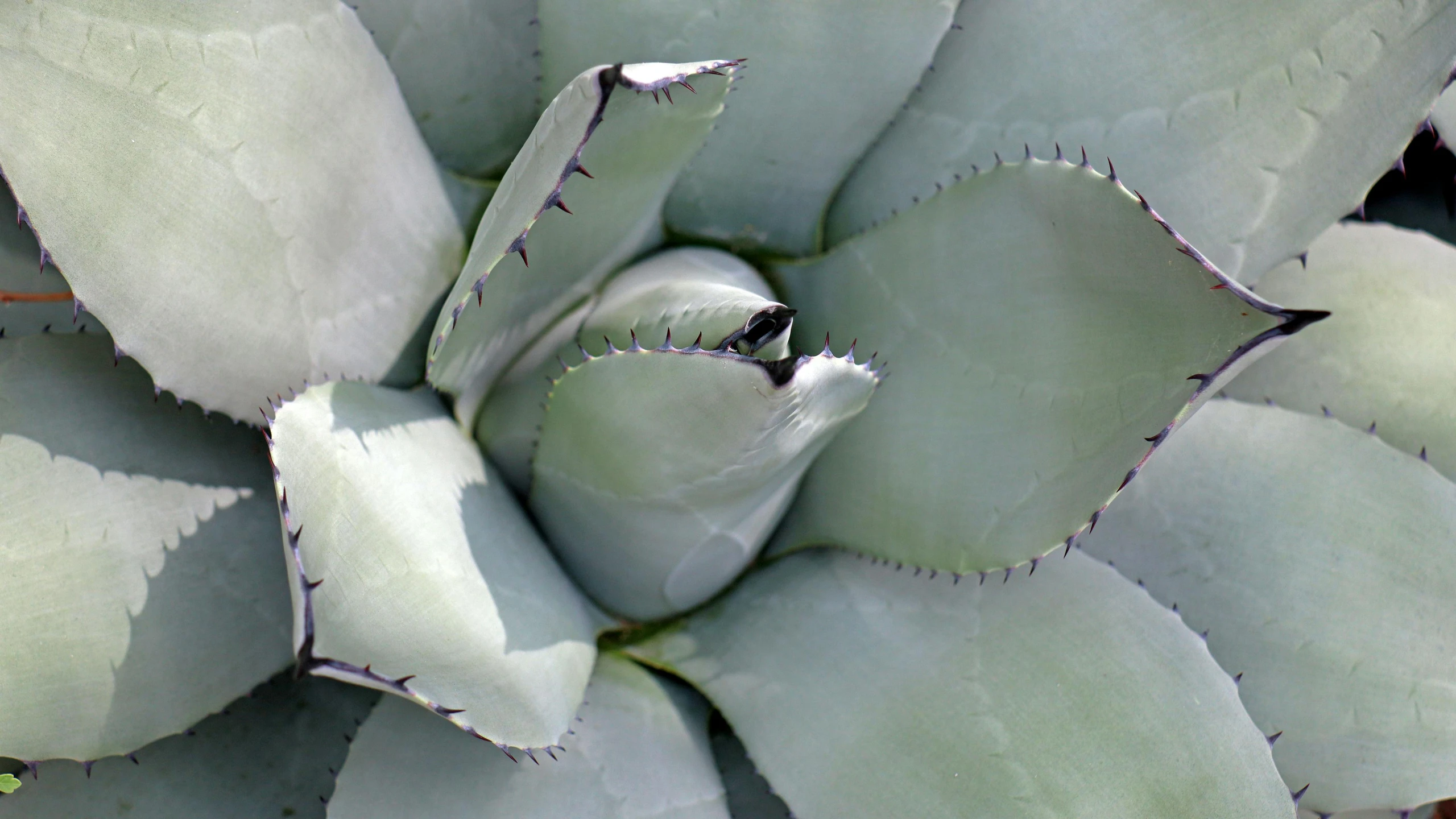 a large green plant that has little leaves