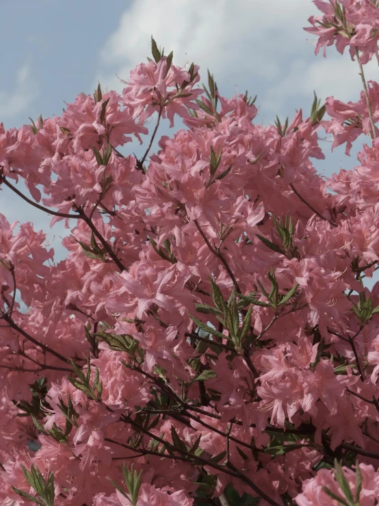 pink flowers on a nch with green leaves