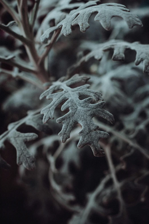 some kind of gray and black plant on a dark background