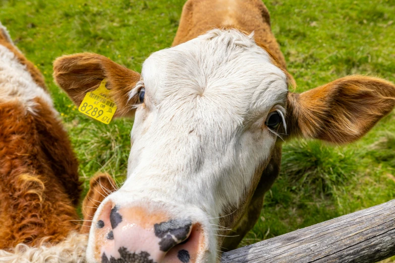 this is an image of a cows face looking directly into the camera