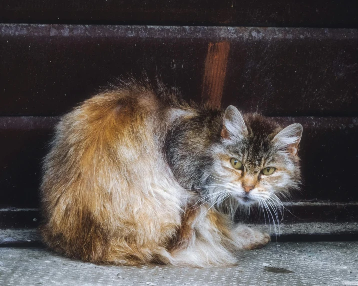 a fluffy cat sitting on the ground looking at the camera