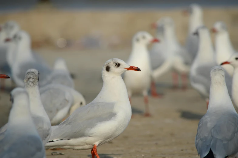 the large flock of birds are walking together