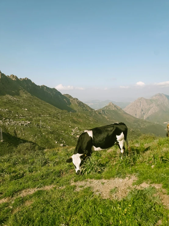 a cow grazing in the middle of a grassy field